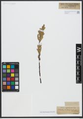 Foto von Salix viminalis L.